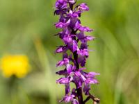 Schmalwachsende Blüte des Stattlichen Knabenkrauts